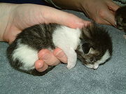 180px-Kitten-kasimir-in-hand.jpg